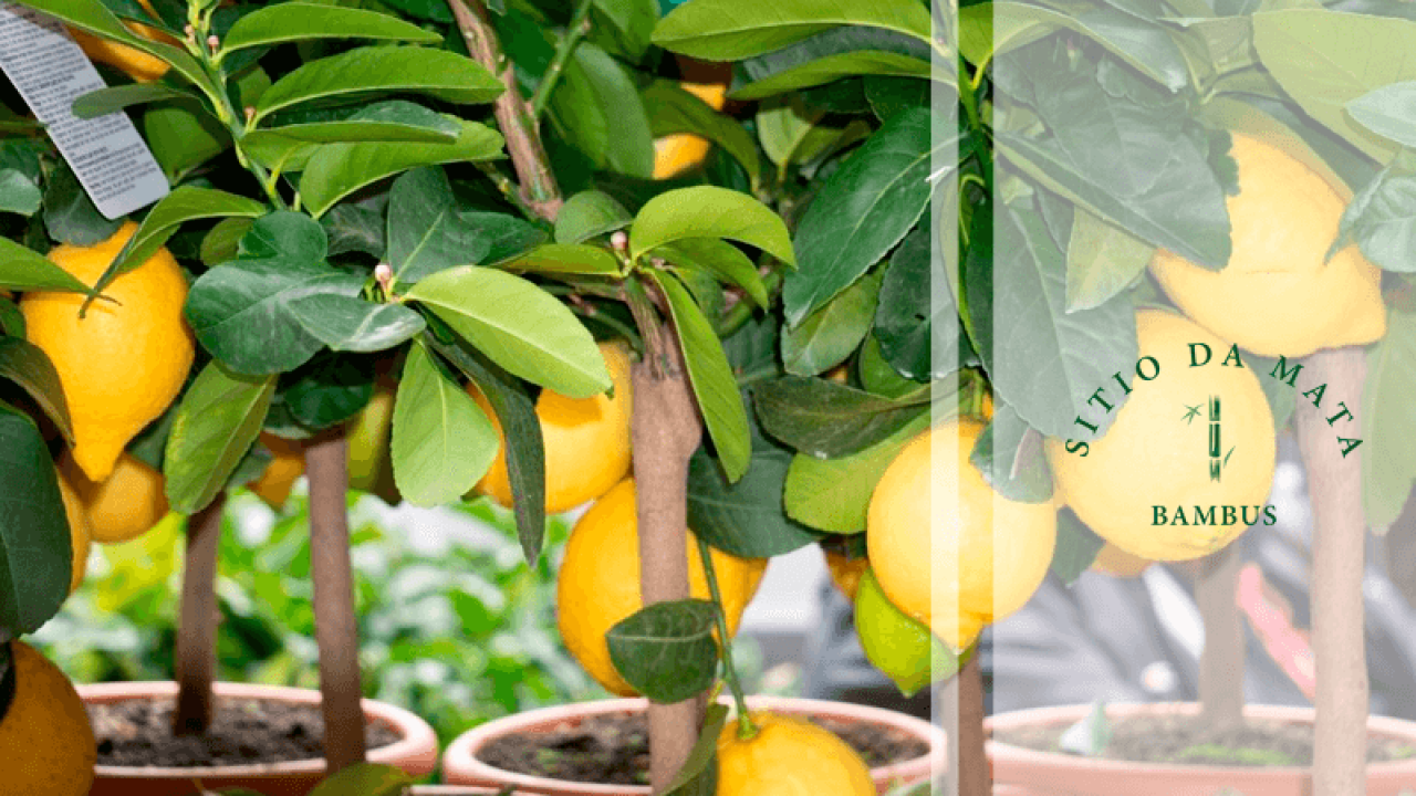 Como plantar limão siciliano em vaso - Sitio da Mata Bambus