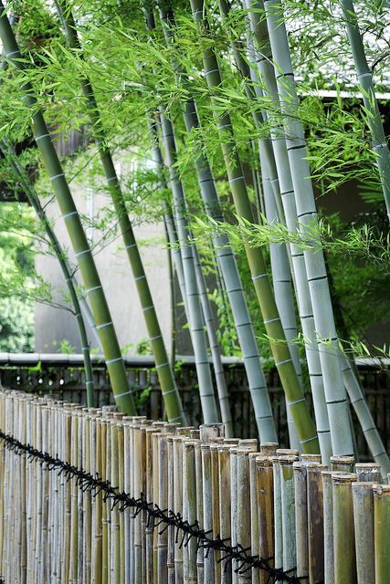 Sítio da Mata - Bambu Mosso (Phyllostachys Edulis)