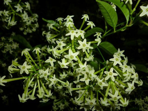 A Dama da Noite (Cestrum nocturnum) - CALDO VERDE