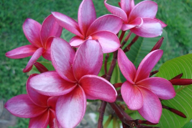 FLORES ORNAMENTAIS Vinca Sortida BOA NOITE (Catharanthus roseus)