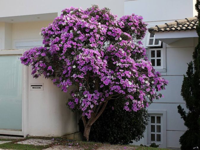 Seqüências de Flores em COQUINHOS