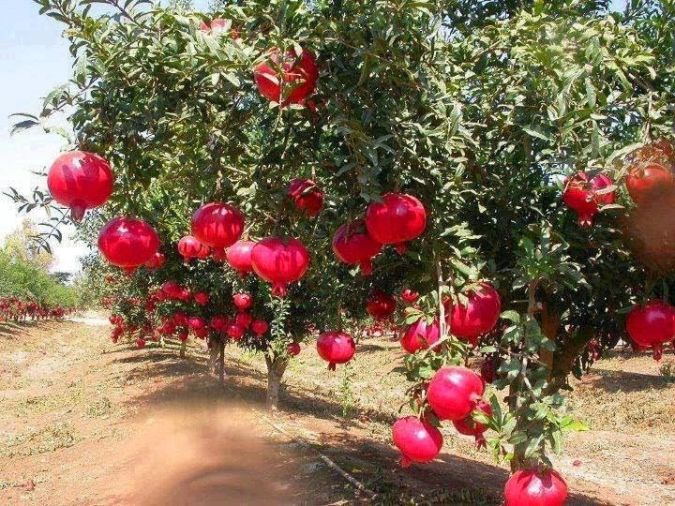 Sítio da Mata - Roma (Punica Granatum) 