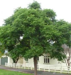 CINAMOMO GIGANTE (Melia azedarach.)