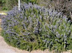 Sítio da Mata - ALECRIM (Rosmarinus officinalis)