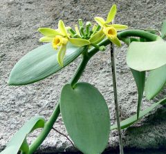 Sítio da Mata - BAUNILHA (Vanilla planifolia)