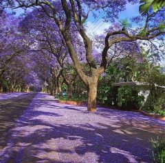 Sítio da Mata - JACARANDA MIMOSO (Jacaranda mimosifolia) 