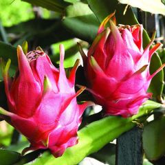 Sítio da Mata - Pitaya (Hylocereus sp.)