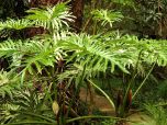  GUAIMBE (Philodendron bipinnatifidum)