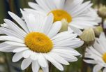 Sítio da Mata - Margarida Branca (Argyranthemum foeniculaceum)