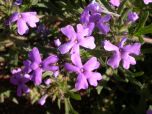 Sítio da Mata - Mini Verbena (Glandularia tenera Spreng.)