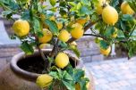 Sítio da Mata - Limao Siciliano (Citrus Limon)