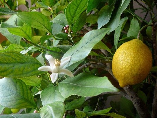 Seqüências de Flores em COQUINHOS