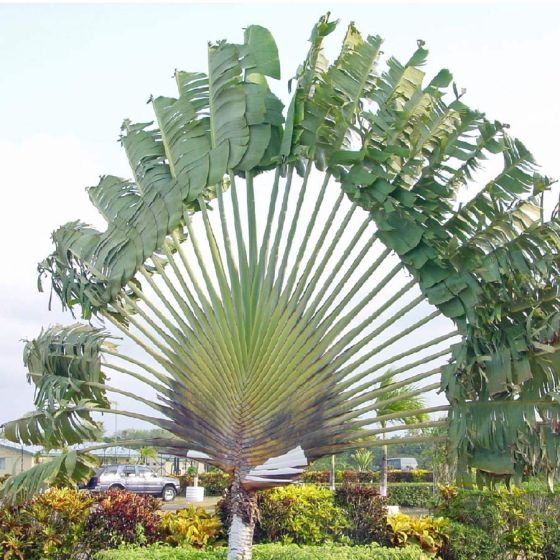 Ravenala (árvore do viajante) (Ravenala madagascariensis)