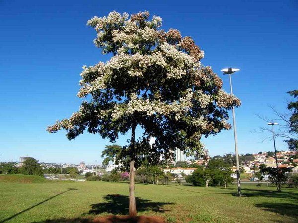 Blog da Mata Nativa: Espécie: LOURO-PARDO