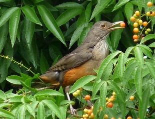 CHAU-CHAU(Allophyllusedulis)