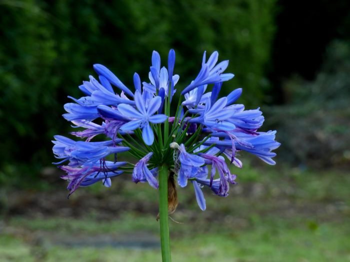 AGAPANTOAZUL(Agapanthusafricanus)