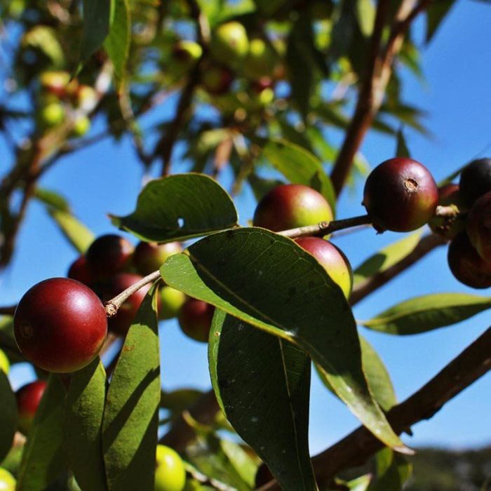 CAMUCAMU(Myrciariadubia)