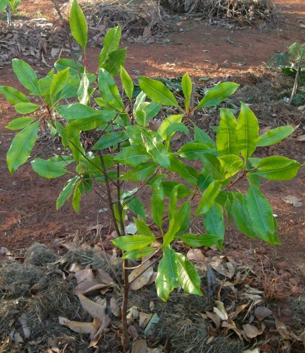 CRAVODAÍNDIA(Eugeniacaryophyllata)