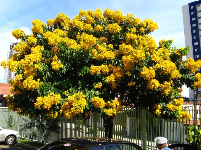 FEDEGOSO(Sennamacranthera)