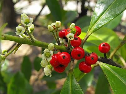 ERVA-MATE(Ilexparaguariensis)