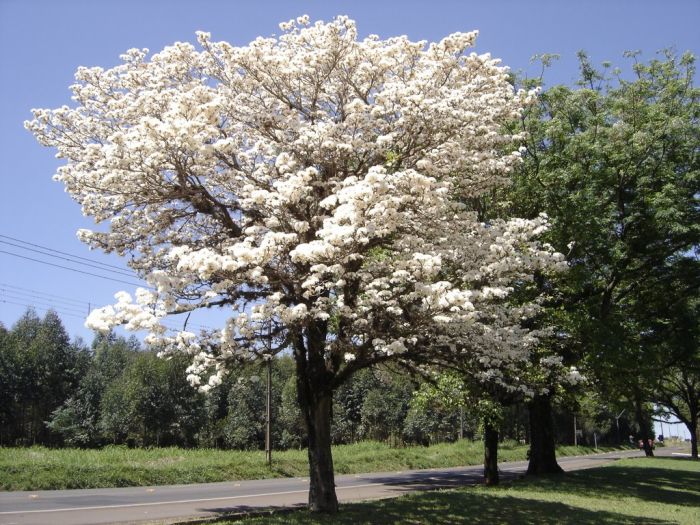 IPÊBRANCO(Tabebuiaroseo-alba)