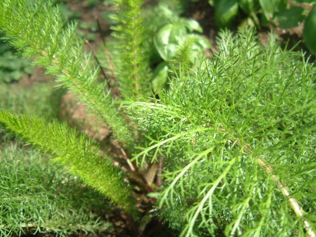 Mil Folhas (Achillea millefolium)