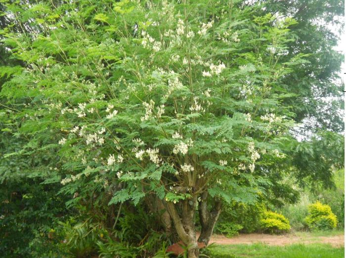 Moringa(MoringaOleifera)