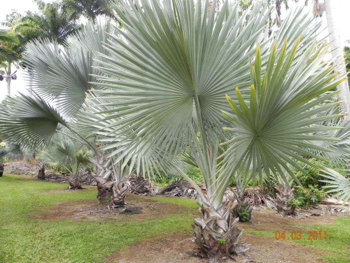 Palmeiraazul(Bismarckianobilis)