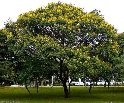 PauBrasil(CaesalpineaechinataouPaubrasiliaechinata)