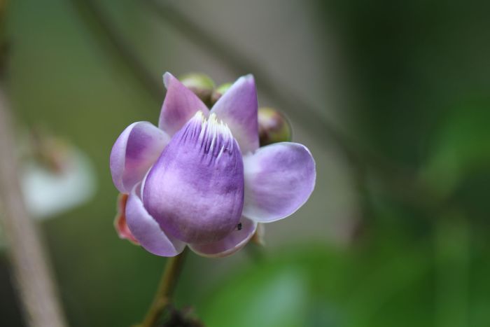 SAPUCAIAMIRIM(Lecythislanceolata)