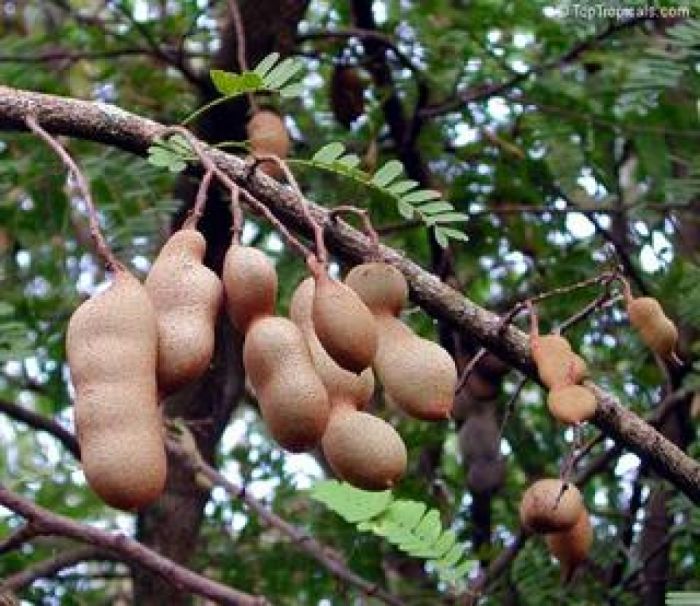 Tamarindo(Tamarindusindica)