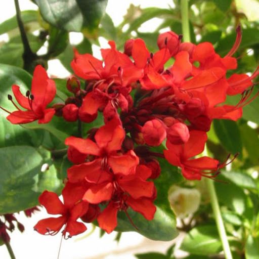 CLERODENDROVERMELHO(Clerodendrumsplendens)