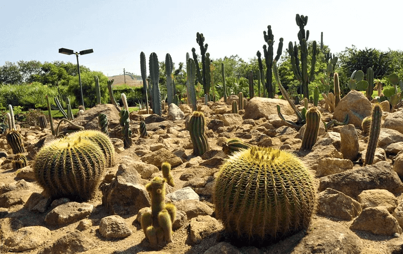 sítio da mata - Jardim Desertico