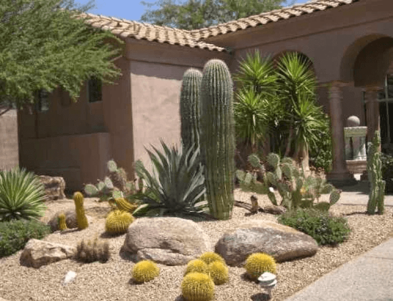 sítio da mata - Jardim Desertico