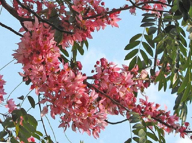 Acacia Rosa Cassia Grandis 