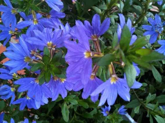 Canhota Azul Flor Canhota Scaevola Aemula 6531